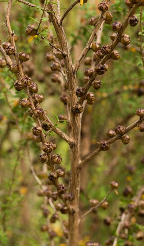 manuka